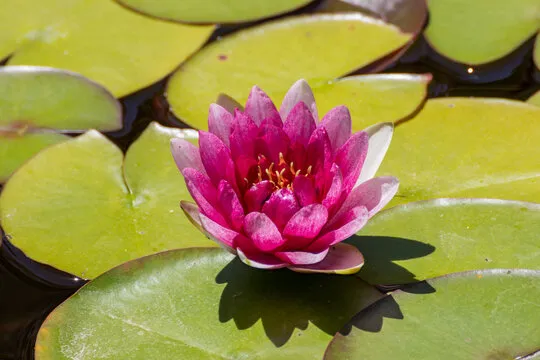 恒行娱乐 移动应用背景